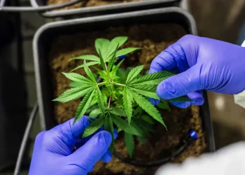 Estudo revela que Cannabis pode combater o câncer de pele