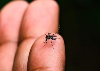 dengue mosquito