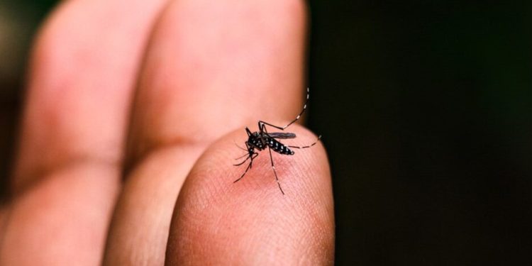 dengue mosquito